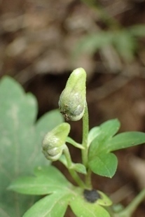 P9056602 (207x310).jpg