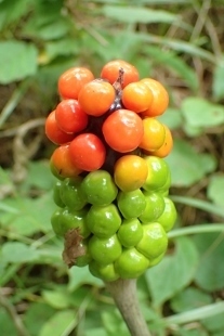 P9056605 (207x310).jpg