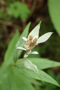 P9056607 (207x310).jpg