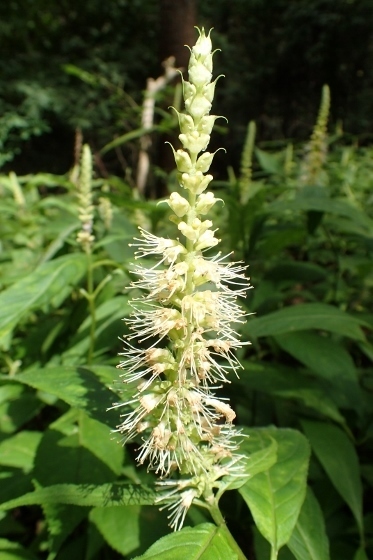 P9056609 (373x560).jpg
