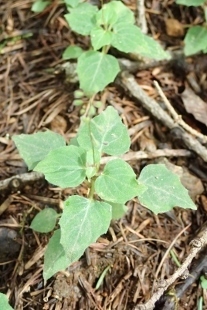 P9056611 (207x310).jpg