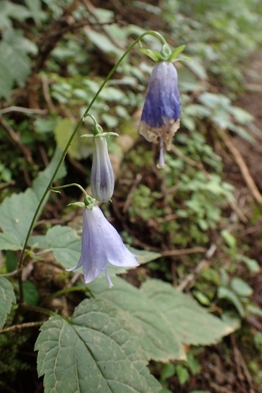 P9056615 (373x560).jpg