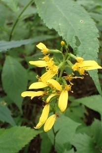 P9056620 (207x310).jpg