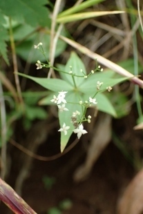 P9056626 (207x310).jpg