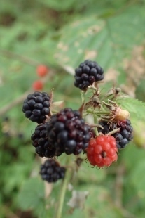 P9056627 (207x310).jpg