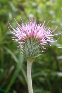 P9056628 (207x310).jpg