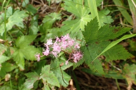 P9056629 (440x293).jpg