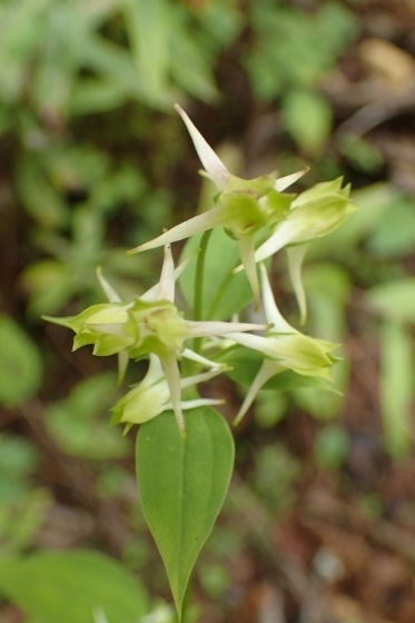 P9056633 (373x560).jpg