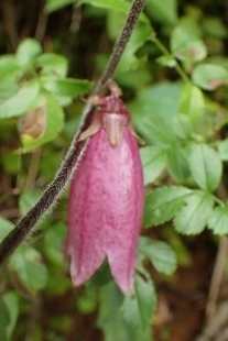 P9056635 (207x310).jpg