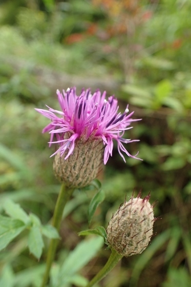 P9056638 (373x560).jpg