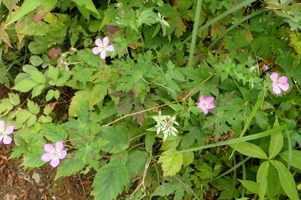 P9056644 (440x293).jpg