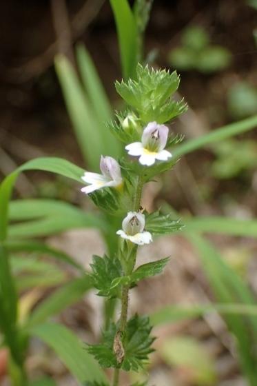 P9056647 (373x560).jpg