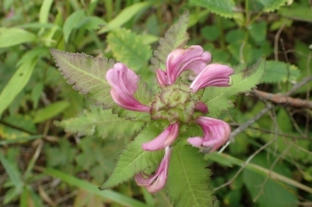 P9056650 (440x293).jpg