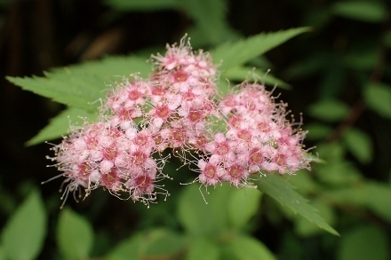 P9056654 (440x293).jpg