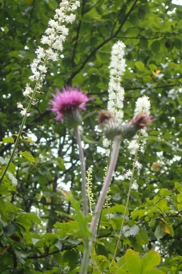 P9056657 (373x560).jpg