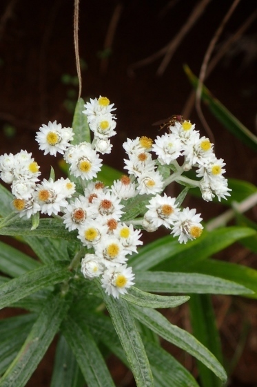 P9056660 (373x560).jpg
