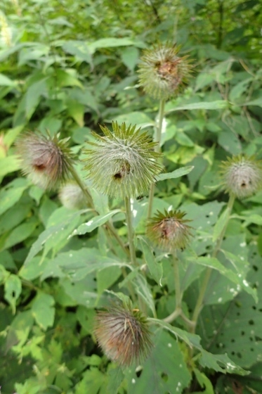 P9056663 (373x560).jpg