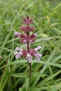 P9056665 (207x310).jpg