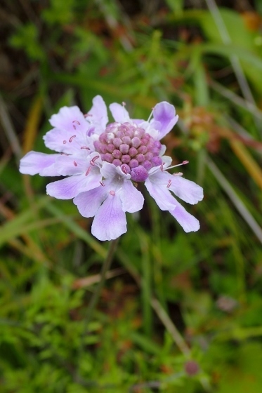 P9056676 (373x560).jpg