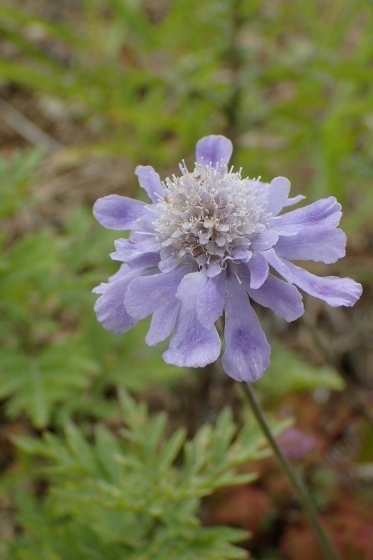 P9056677 (373x560).jpg