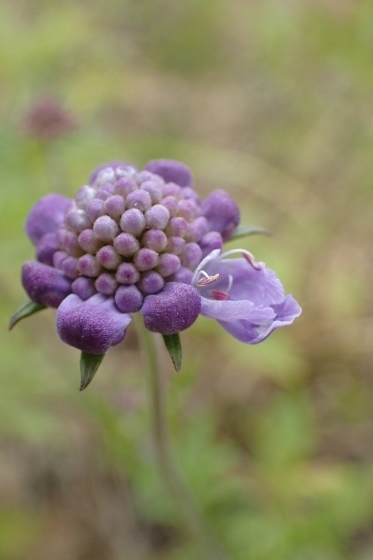 P9056679 (373x560).jpg