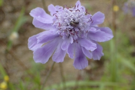 P9056681 (440x293).jpg