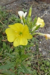 P9056685 (207x310).jpg