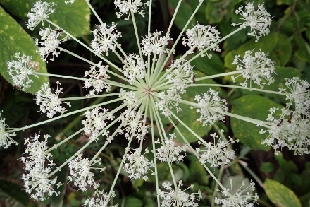 P9056686 (440x293).jpg