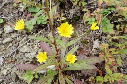 P9056687 (440x293).jpg
