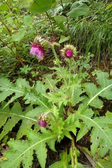 P9056692 (373x560).jpg