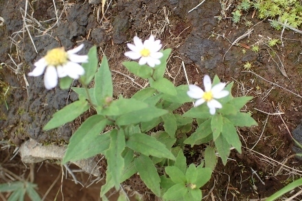 P9056696 (440x293).jpg