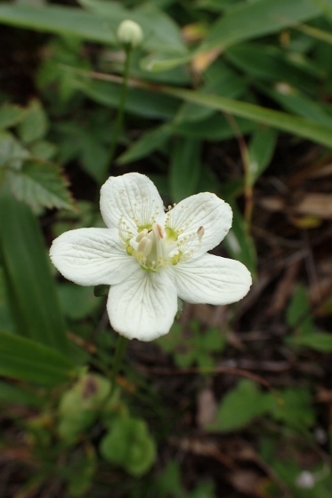 P9056701 (373x560).jpg