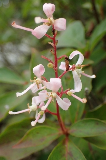 P9056706 (373x560).jpg