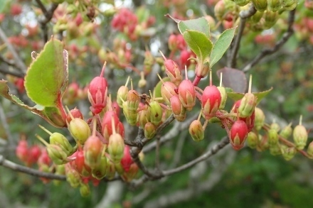 P9056710 (440x293).jpg