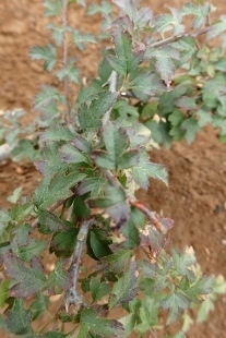 P9056729 (207x310).jpg