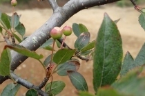 P9056730 (210x140).jpg
