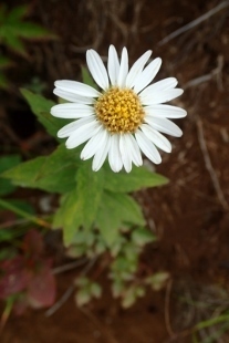 P9056731 (207x310).jpg