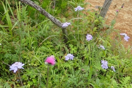 P9056732 (440x293).jpg