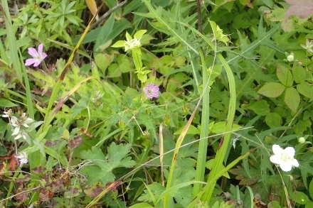 P9056733 (440x293).jpg
