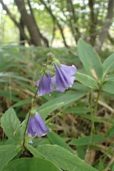 P9056734 (373x560).jpg