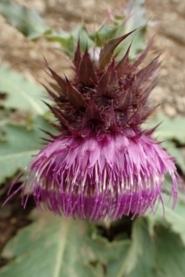 P9056736 (207x310).jpg