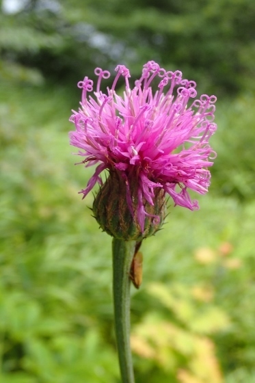 P9056739 (373x560).jpg