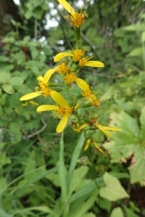 P9056742 (207x310).jpg