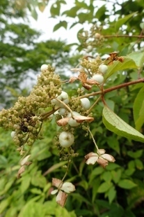 P9056743 (207x310).jpg