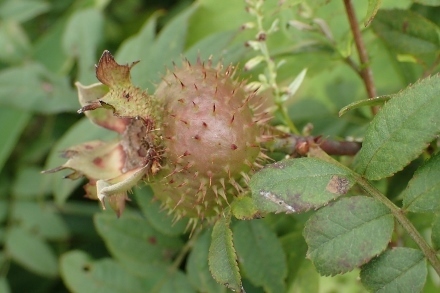 P9056746 (440x293).jpg