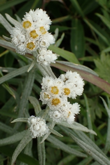 P9056755 (373x560).jpg