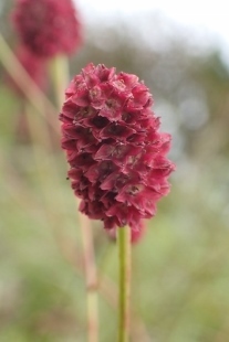 P9056757 (207x310).jpg