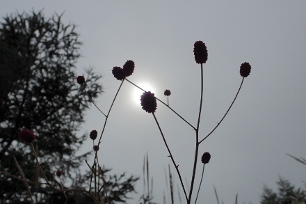 P9056759 (440x293).jpg