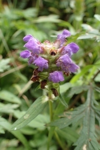P9056766 (207x310).jpg