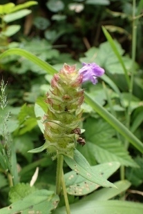 P9056767 (207x310).jpg